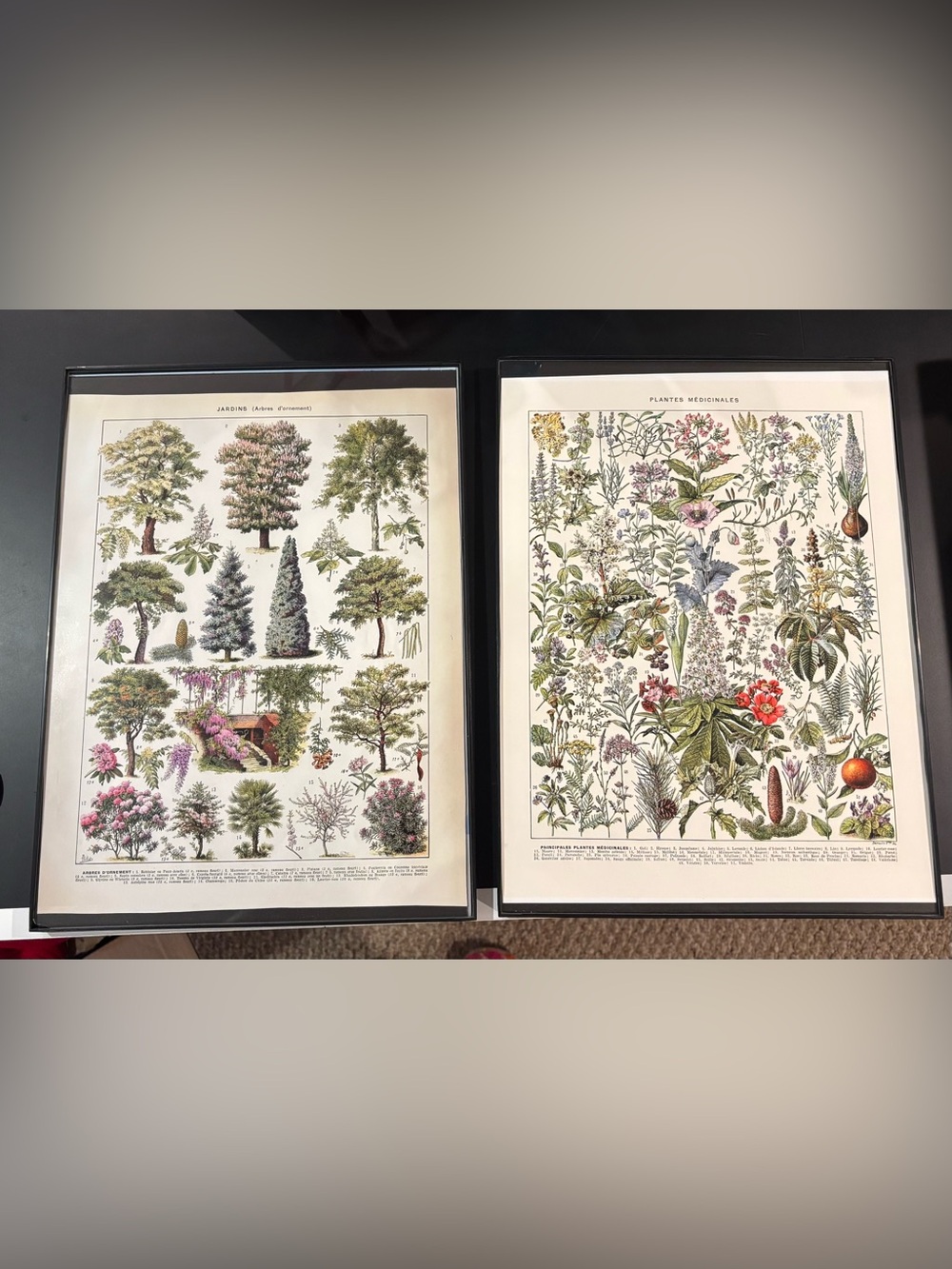 Framed Vintage Botanical Art Prints (Set of 2)